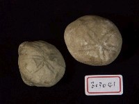 棘燈形海膽藏品圖，第2張
